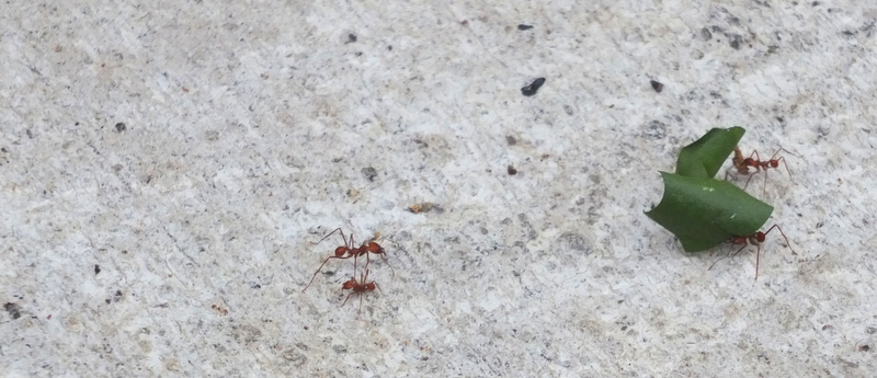 Les mosus de fourmis!