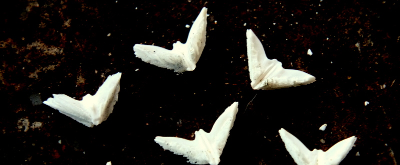 Savez-vous où trouver ces jolies petites colombes-coquillages?